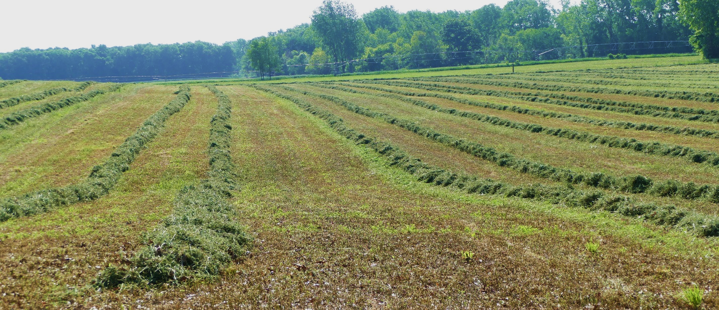 Grass hay field cut over Memorial Day weekend in St. Joseph County. Photo courtesy of Eric Anderson.